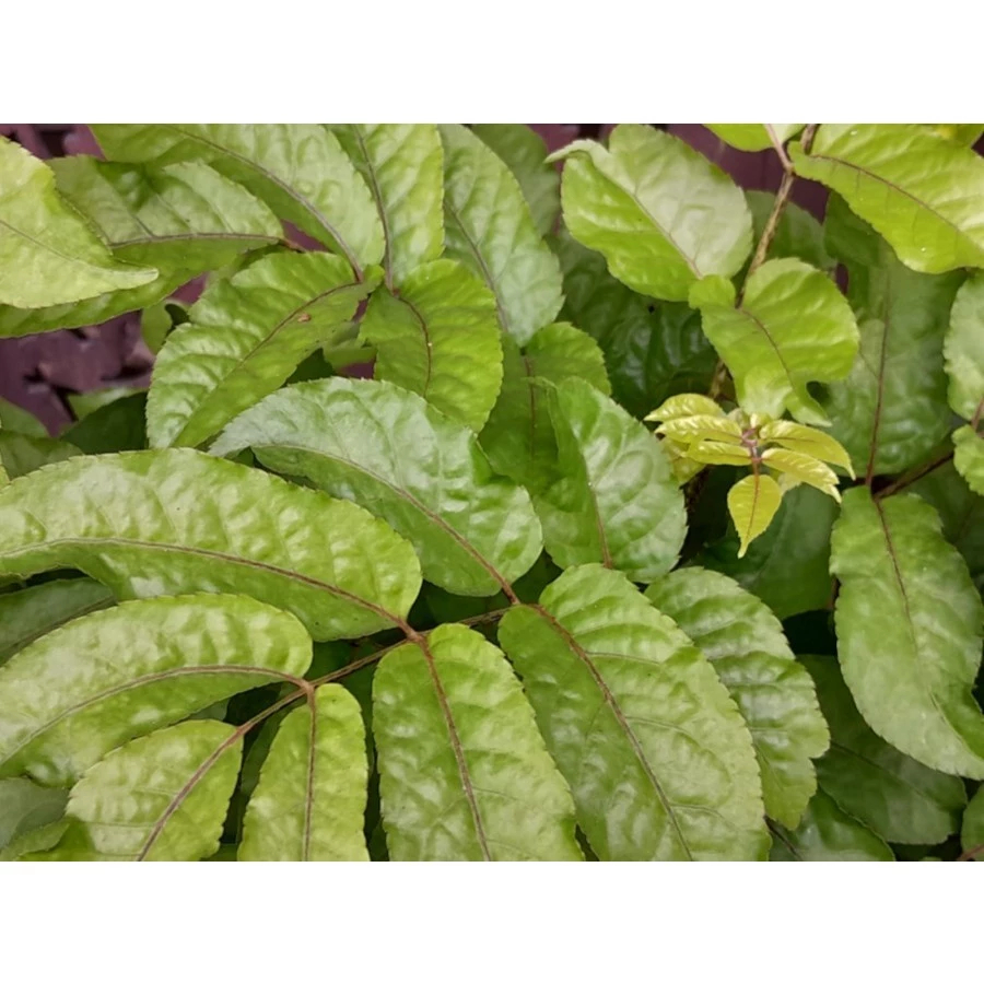 

1 Lembar Daun Herbal Cakra Cikri Segar - Organik Petik Langsung Dari Pohon