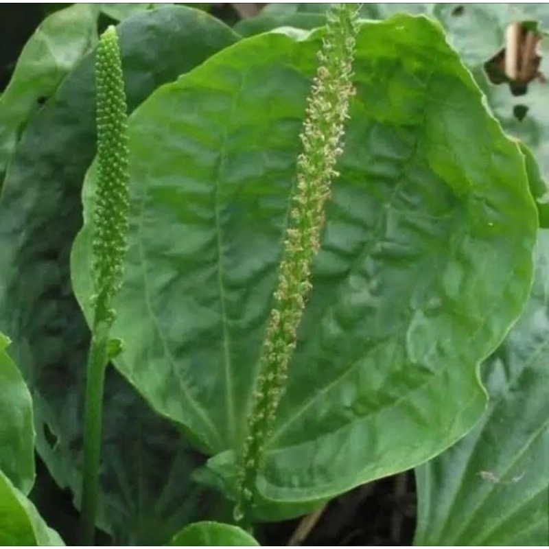 

Ready Daun Sendok/Kiurat Daun Segar 250Gram Fresh