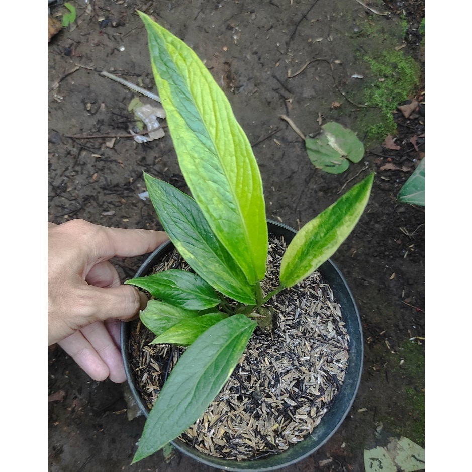 Anthurium Jemani Tanduk 45 Variegata / Anthurium Tanduk 45 Varigata - Tanaman Hias Anthurium Jemani 