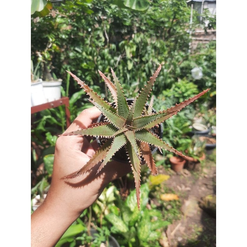 aloe tct blue shark