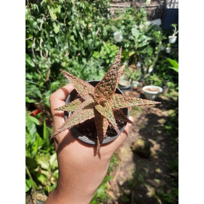 aloe hybrid tct moon beam