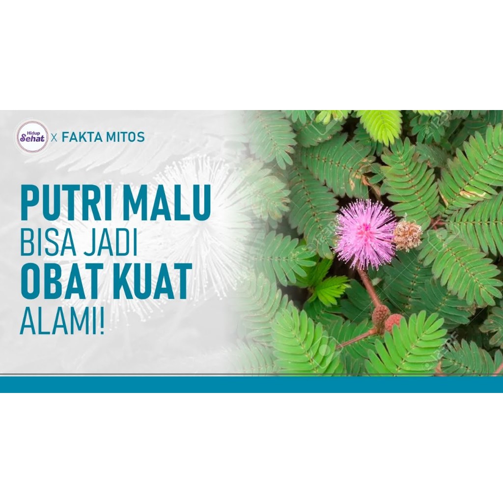 

DAUN PUTRI MALU SEGAR