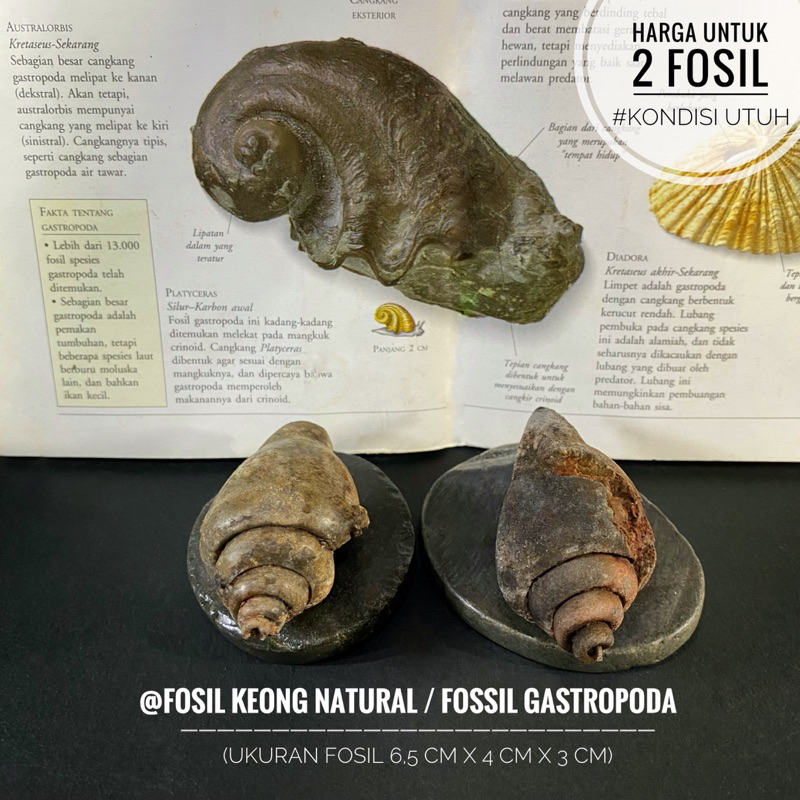Fosil Keong Purba Hitam B73 atau Fosil Kol Buntet Alam atau Fossil Gastropoda atau Fosil Temuan atau