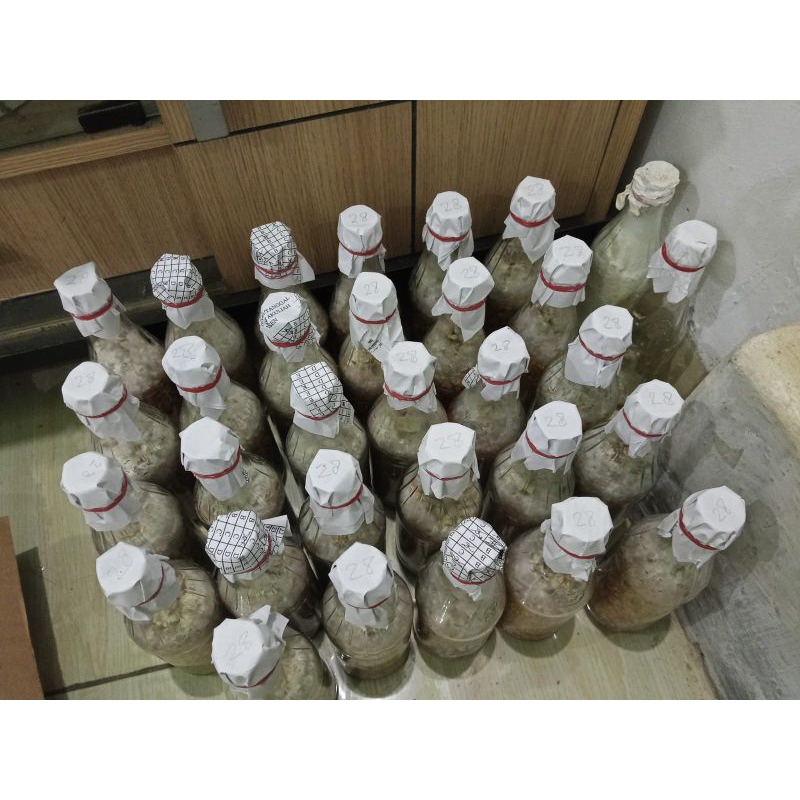 Bibit Jamur f2 Florida