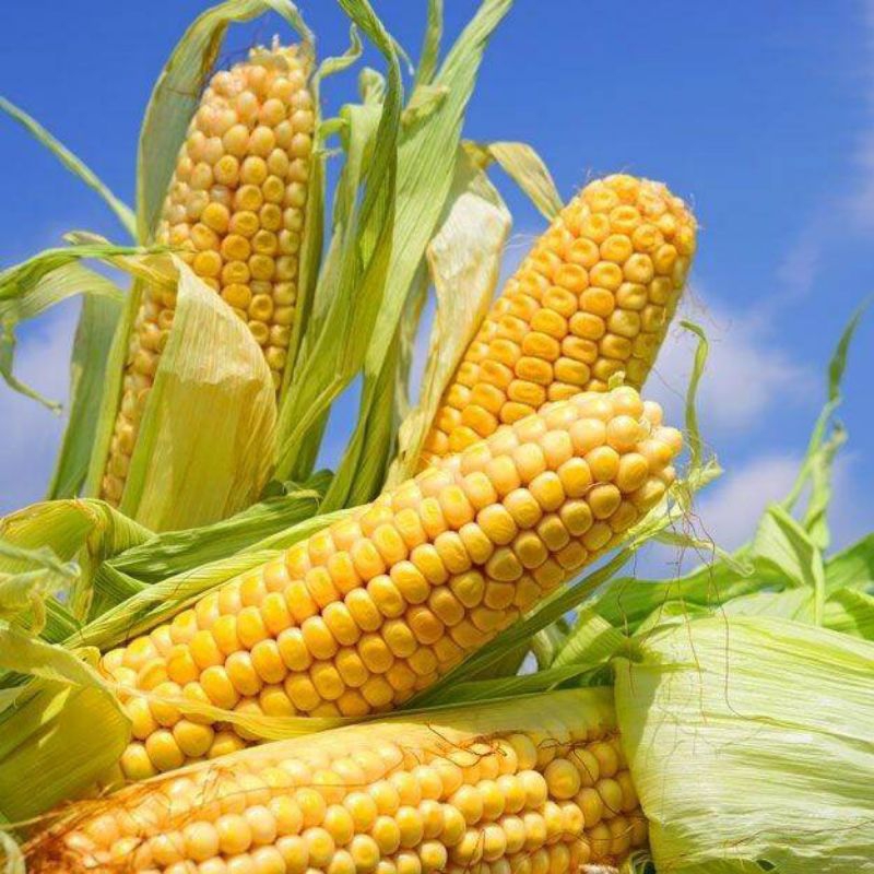 

KEBUN_SUBUR - Jagung Manis Fress Isi 3 Berkualitas