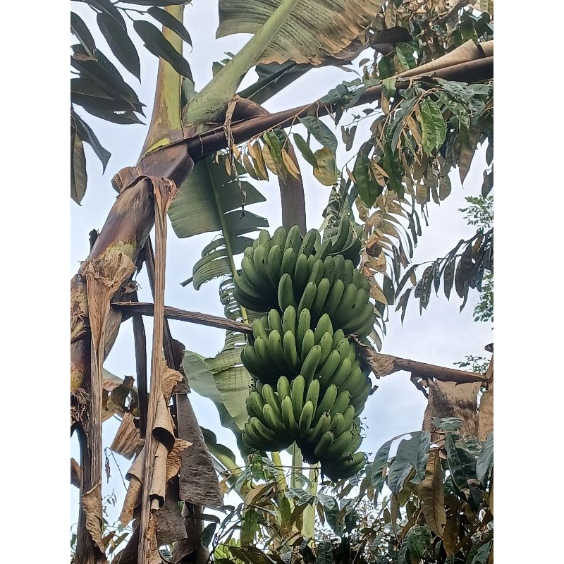 

pisang barangan merah super tua 10 ribu per sisir