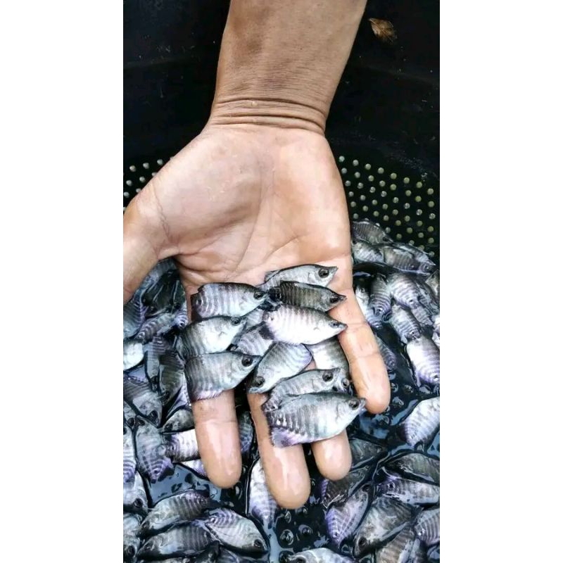 

GURAME SOANG UKURAN JEMPOL/KOREK GAS.