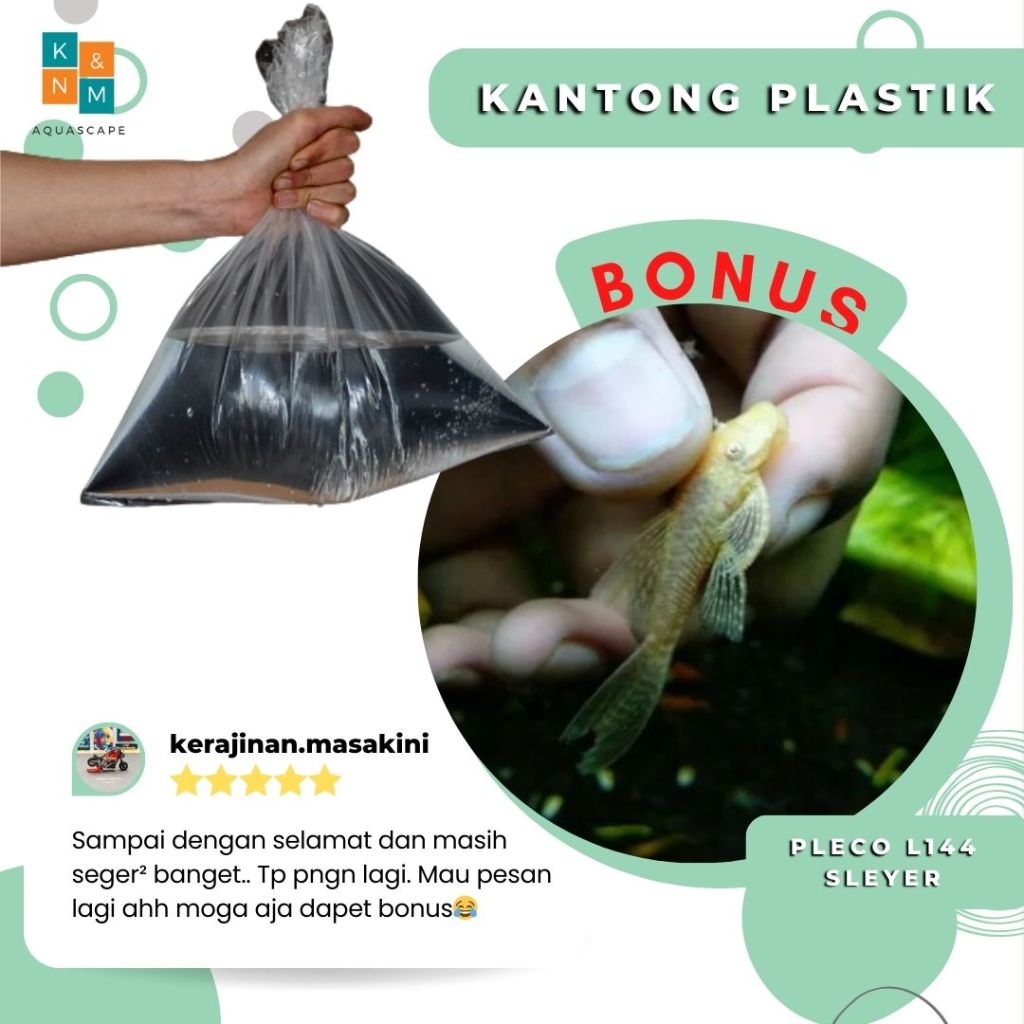 Kantong Plastik Free Pleco L144 Slayer Sleyer Ornamen Air Tawar Aquarium Aquascape Akuarium