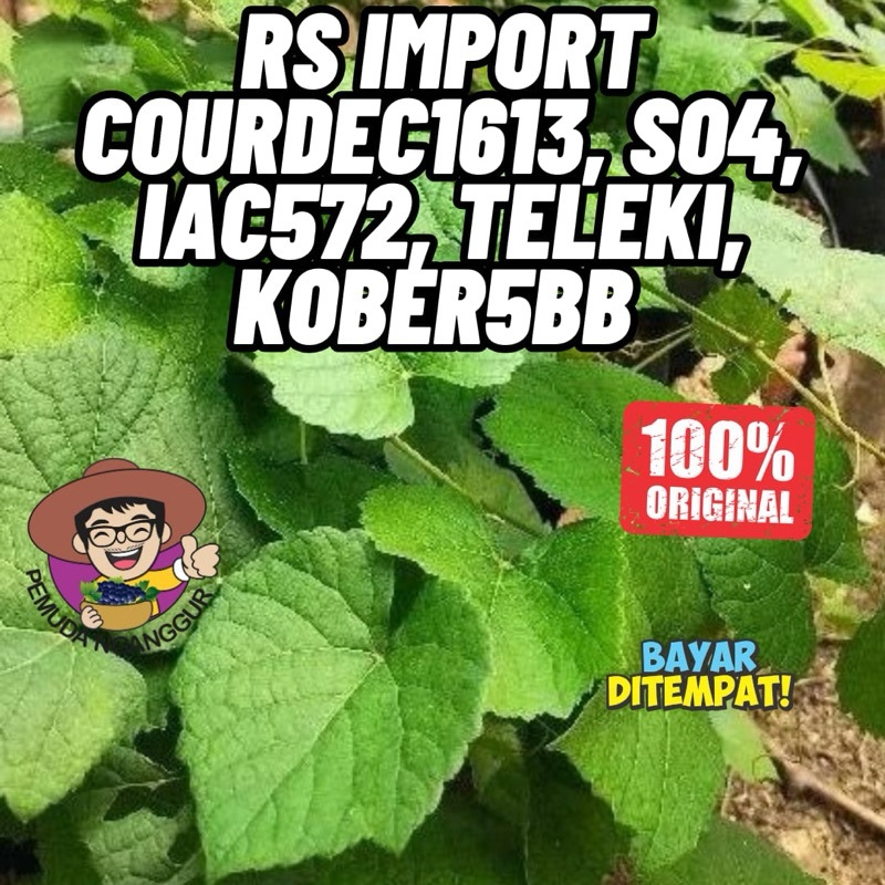 Bibit Rootstock Anggur C1613 , IAC 572, SO4, Kober 5BB, Teleki 5C (PEMUDA NGANGGUR)