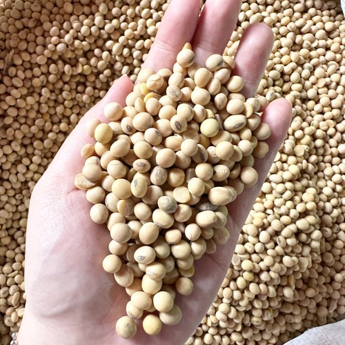 

TEMPE KEDELAI 1KG