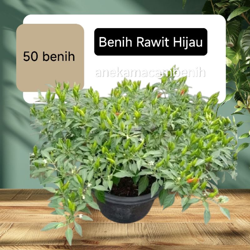 ID BENIH CABE RAWIT HIJAU SUPER (50 BIBIT)