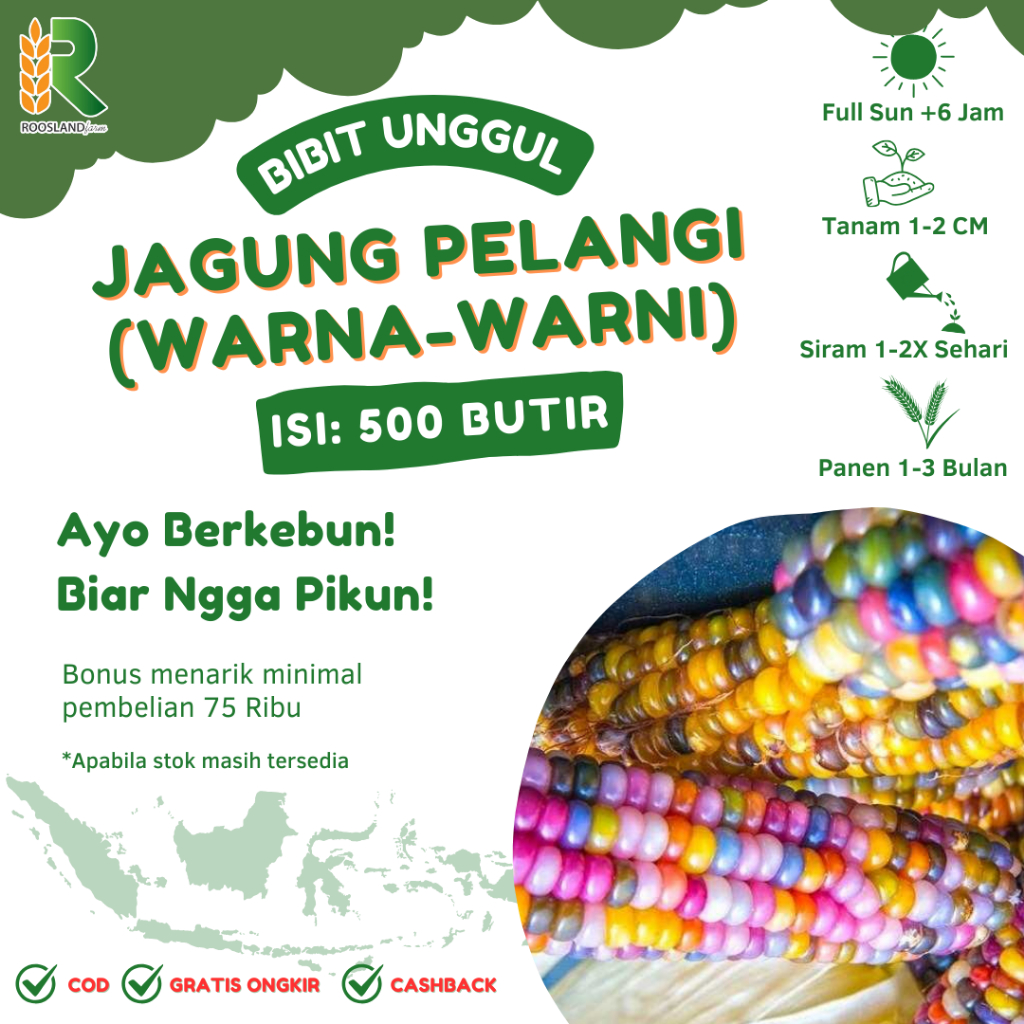 BENIH BIJI JAGUNG PELANGI WARNA-WARNI (500 BUTIR)