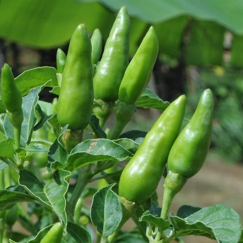 30 Biji Benih Cabe Rawit Hijau Tegak Bibit Cabai Unggul Dataran Rendah