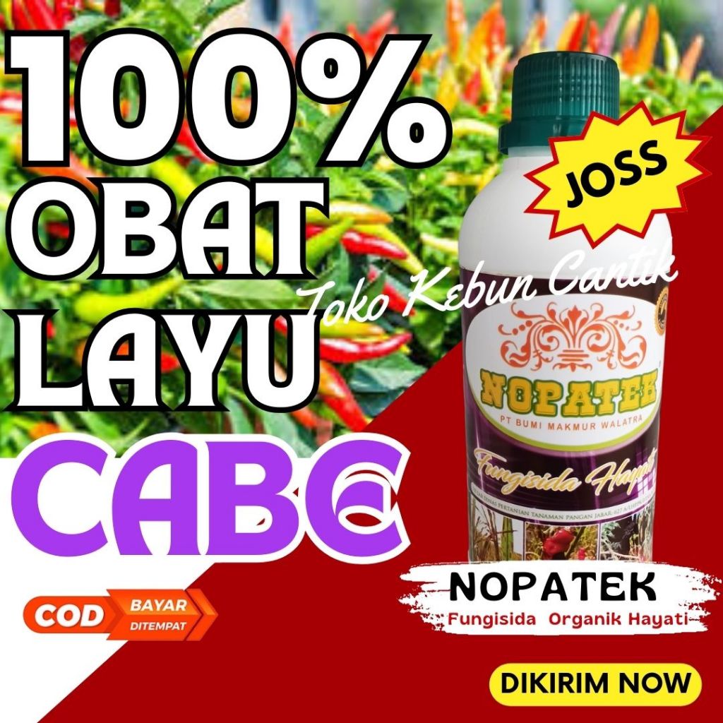 NOPATEK Fungisida Organik Layu Fusarium Cabai – Obat Layu Fusarium Cabai Terbaik, Pengendali Layu Fu