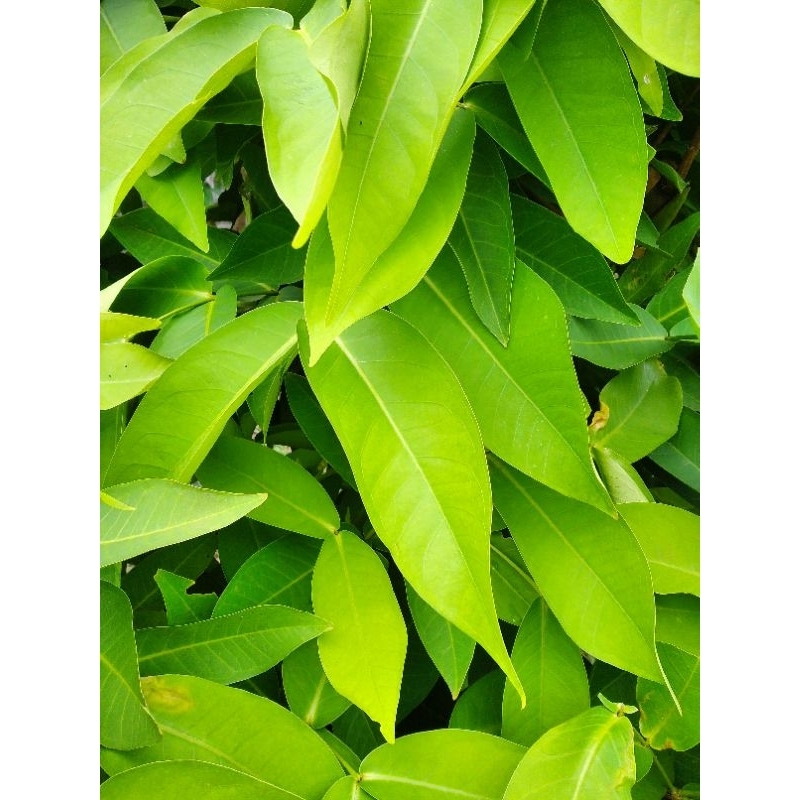 

Daun Jambu Air obat herbal Fresh/segar baru dipetik