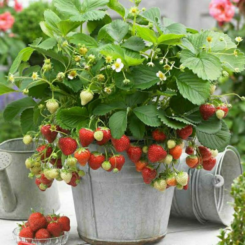 Tanaman Bibit Buah Strawberry Stroberi California (Sudah Berbuah) - bibit strawberry