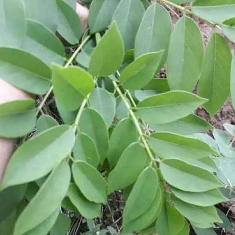 

DAUN GAMAL/KALIKIRIA SEGAR OBAT HERBAL ALAMI KEMASAN 100 GRAM