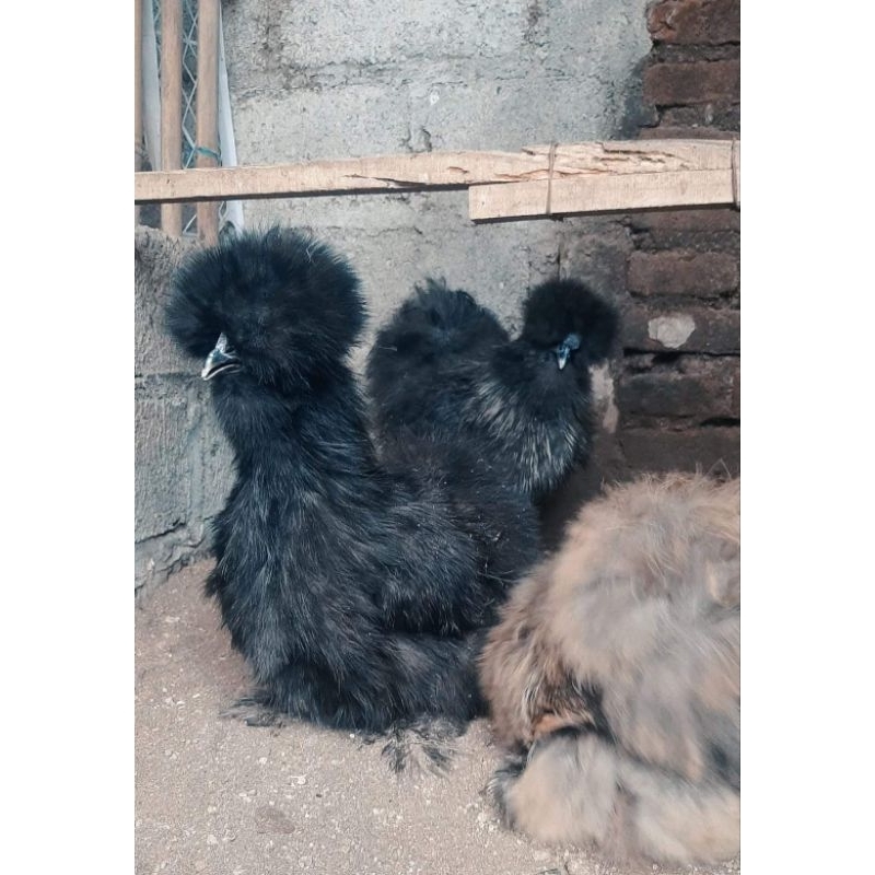 

Telur Ayam American Silky ( Black & White )