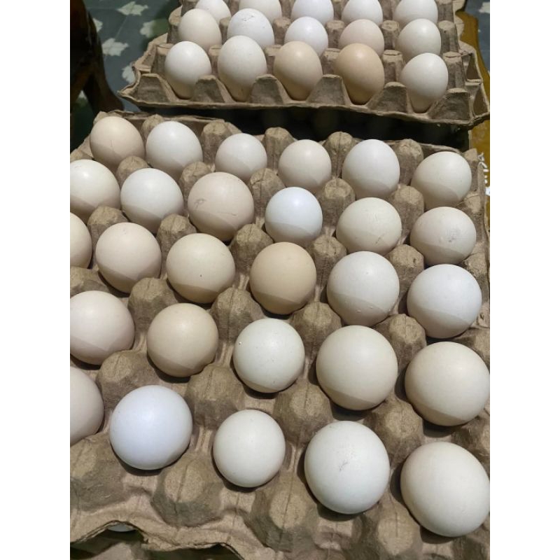 

telur ayam kampung asli ( 1 box isi 4 butir )