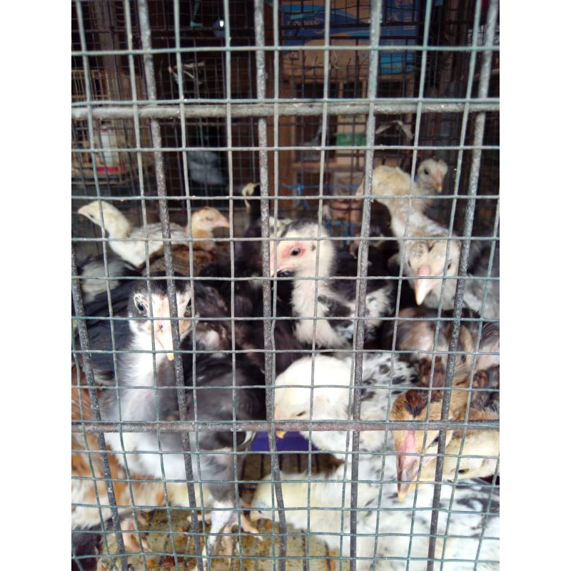 Ayam Kampung Umur 1 Bulan (Harga Satu Ekor)