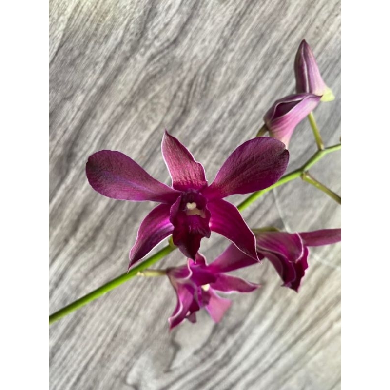 Dendrobium Caesar red Dewasa-remaja