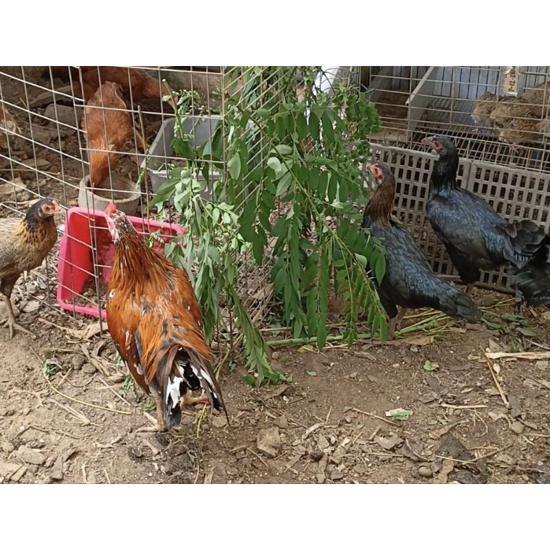 

AYAM KAMPUNG ORGANIK PROBIOTIK POTONG FRESH