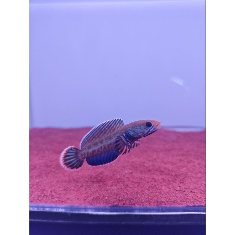 andrao bahan 5-6 cm