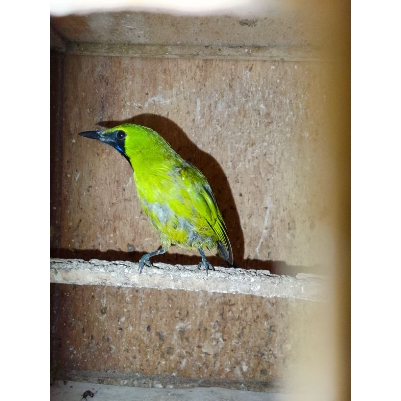 cak ijo mini jantan nopeng