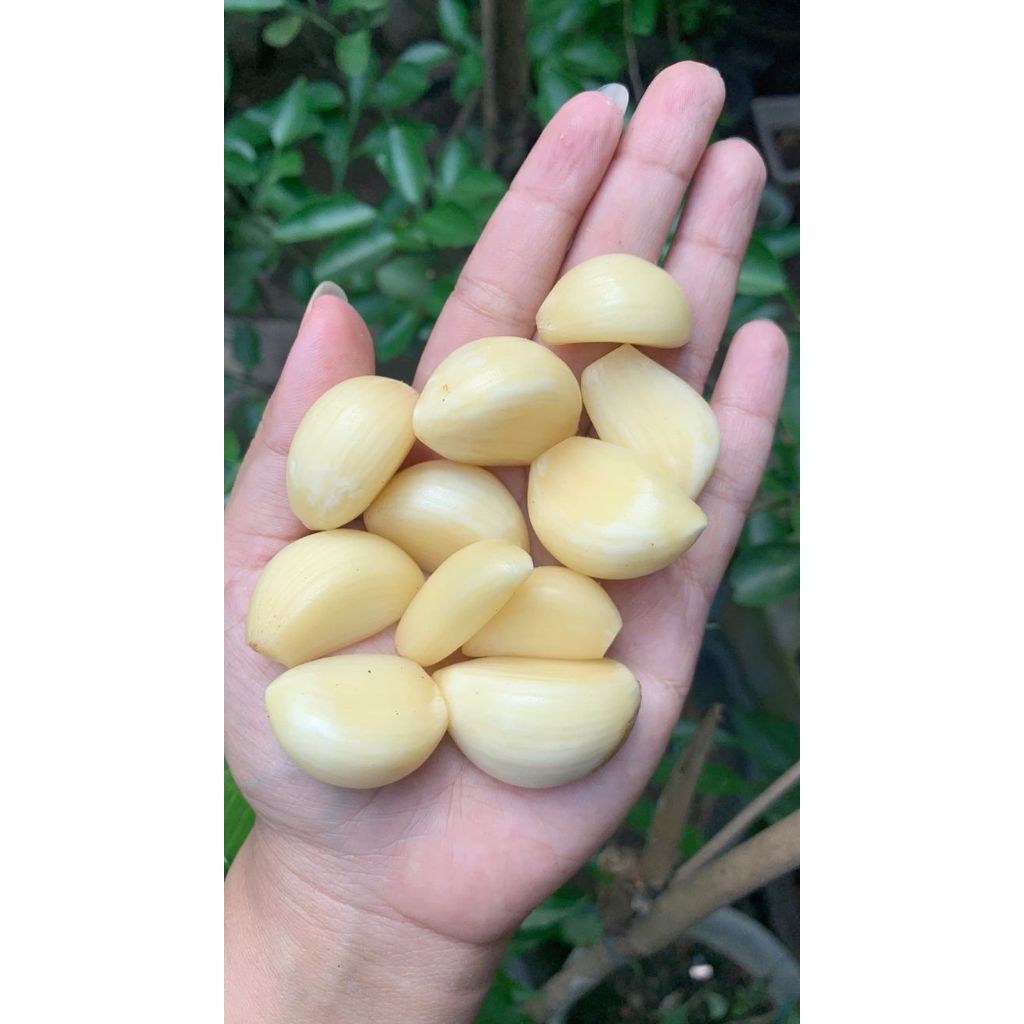 

BAWANG PUTIH 500gr