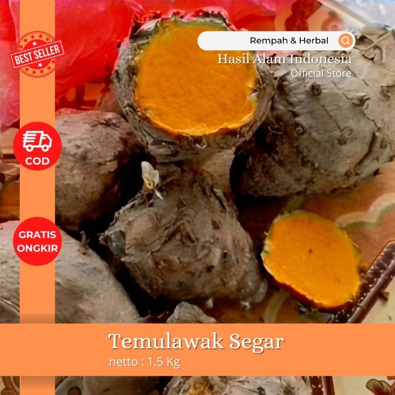 

Temulawak segar di ambil langsung dari kebun 1,5 kg