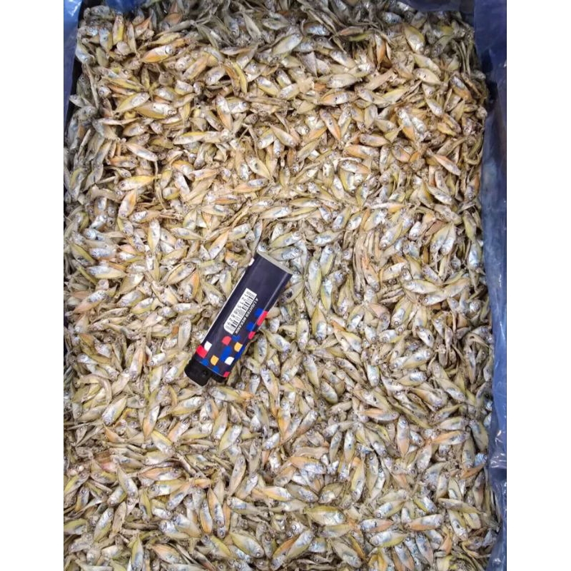 

iKan Asin Tapis Tawar Fresh