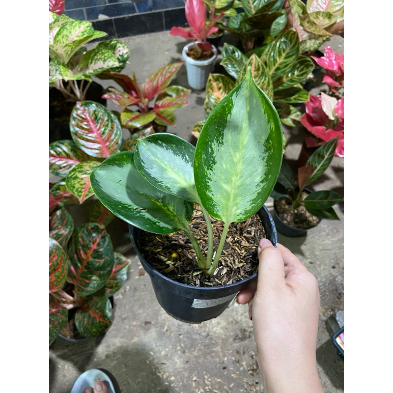 Aglaonema Green bowl ekonomis