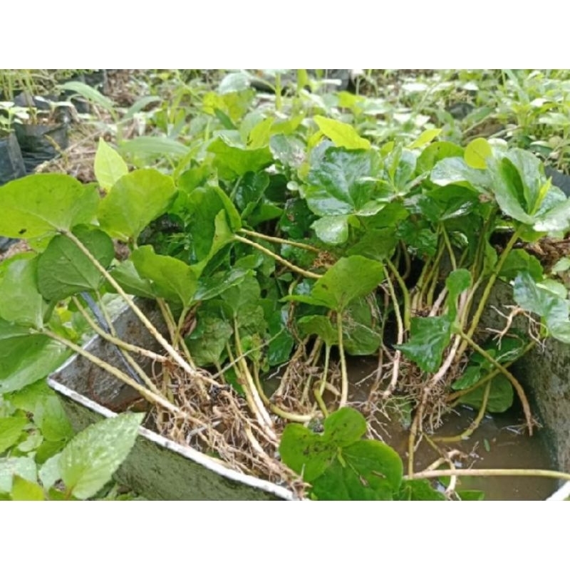 kecambah kopi arabika Ateng super