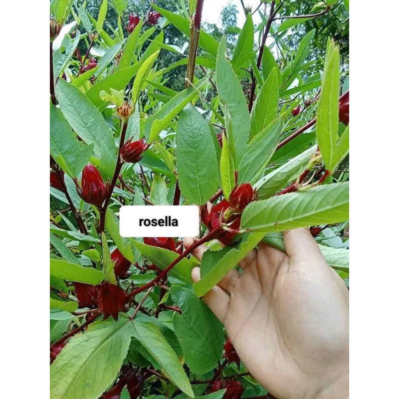 Bibit Teh Rosela Batang Besar