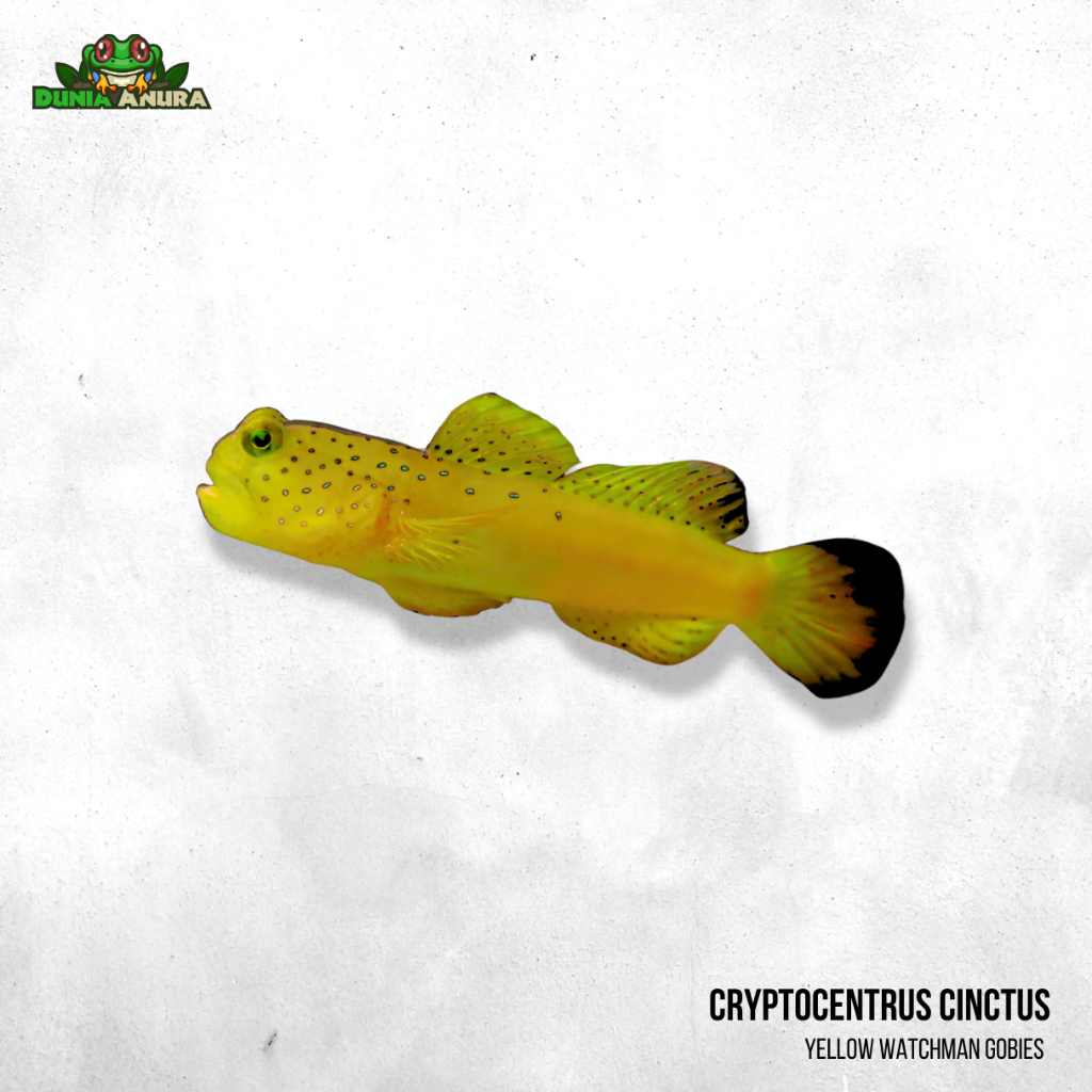 Jabingan glodok - Yellow Watchman Gobies - Cryptocentrus cinctus