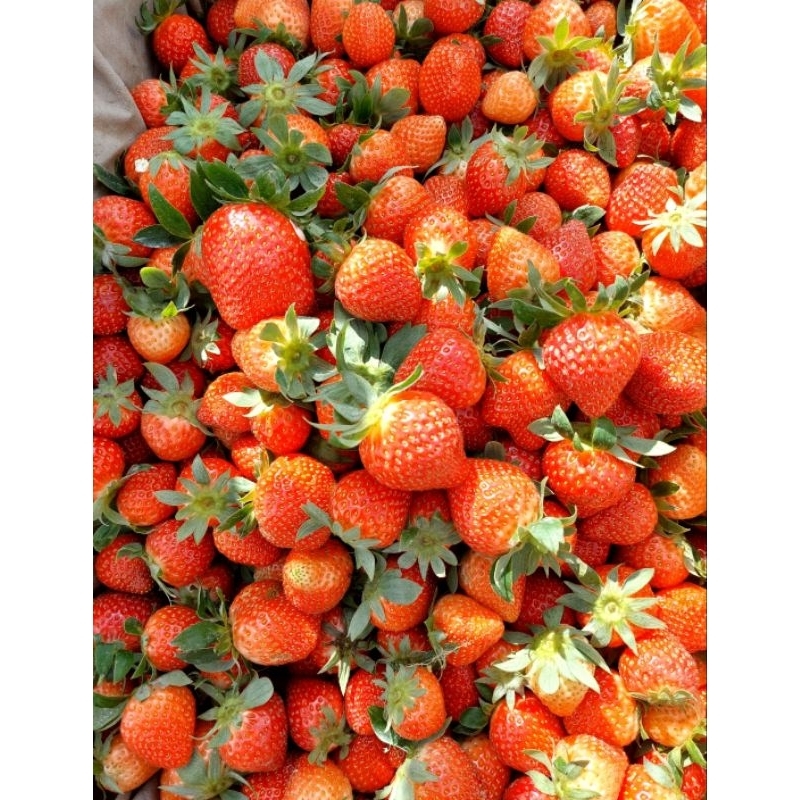 

STRAWBERRY MENCIR FRESH MURAH 1kg Grade AB Panen dadakan langsung dari kebun