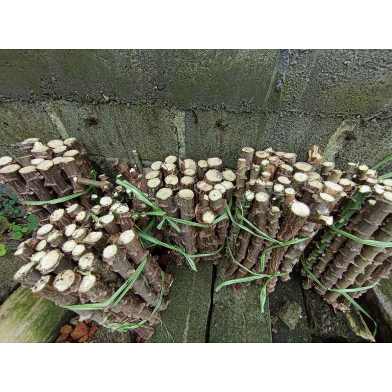 

BIBIT SINGKONG MENTEGA SUPER 1 KG