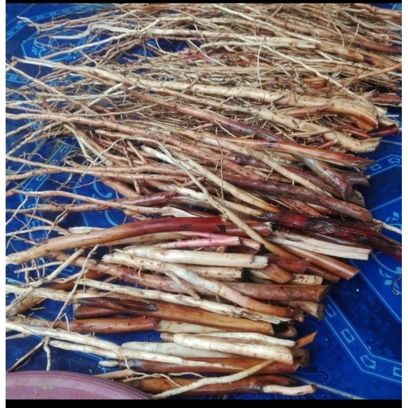 

Akar Pinang Segar Bersih