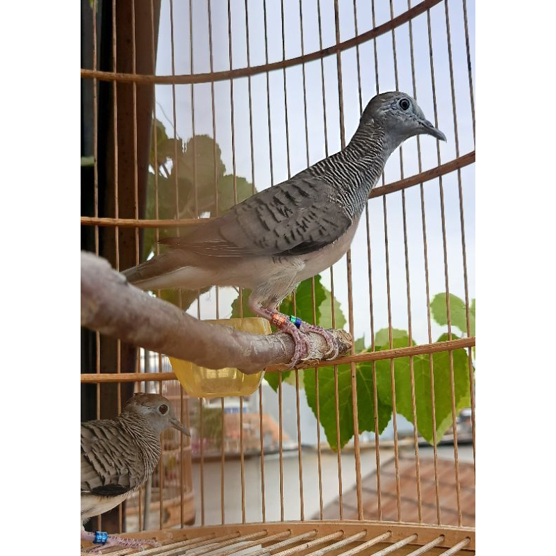 Perkutut Bangkok Ternakan asli