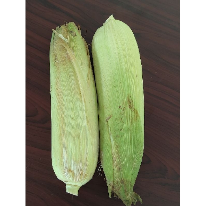 

jagung manis super 1buah