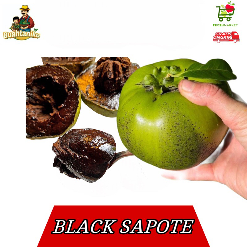

Buah BLACK Sapote Giant (sawo hitam mexico)