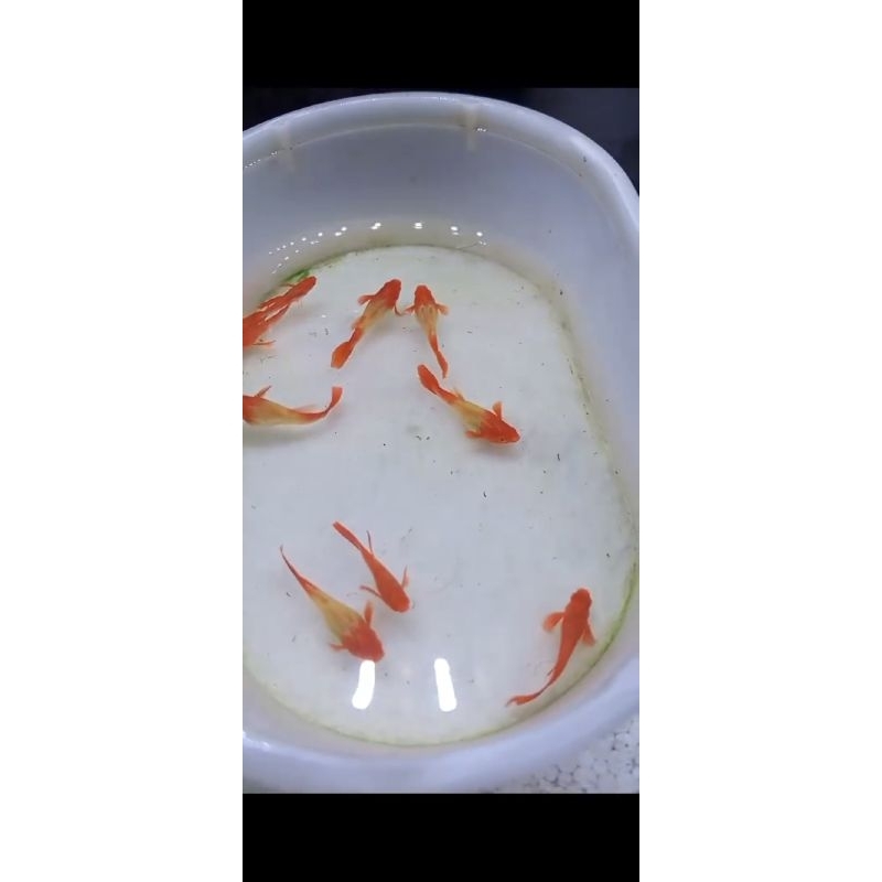 

co via tokren by hendri 3 pasang albino koi red ear