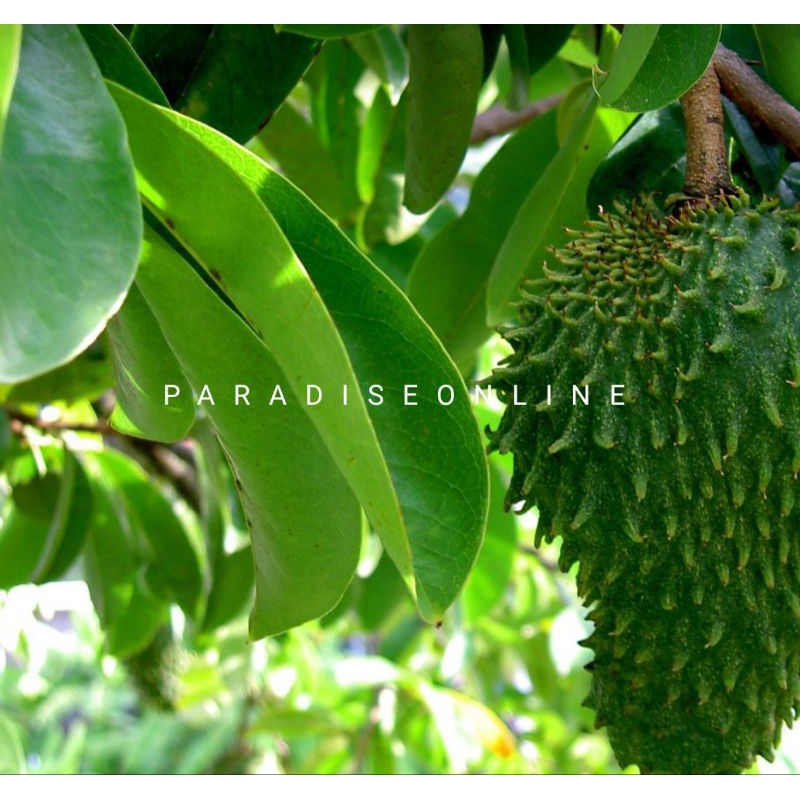 

daun sirsak/daun nangka belanda 500gram