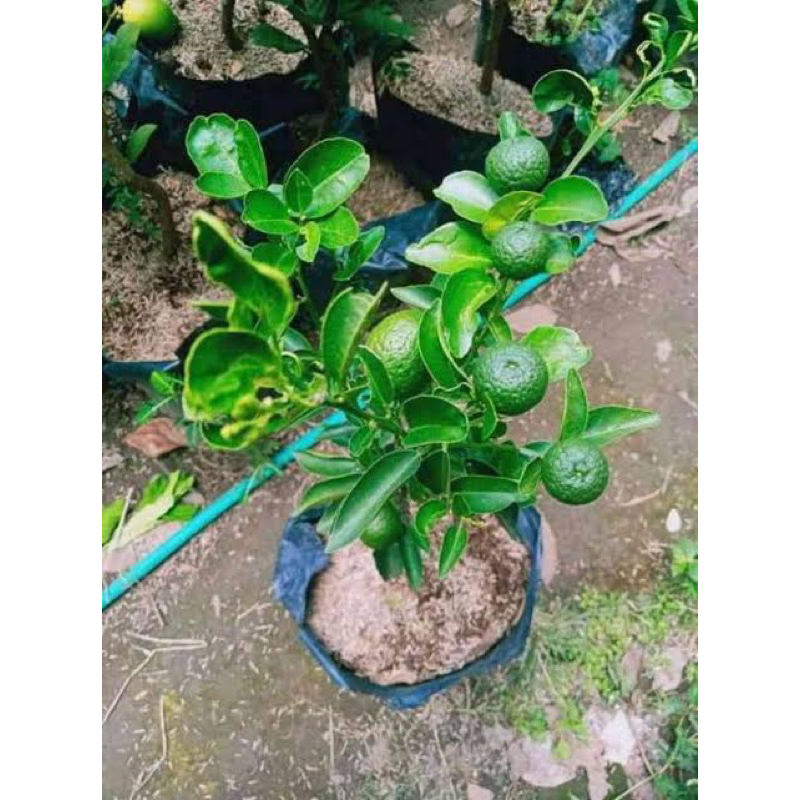 Bibit tanaman jeruk limau jeruk sambel berbuah lebat