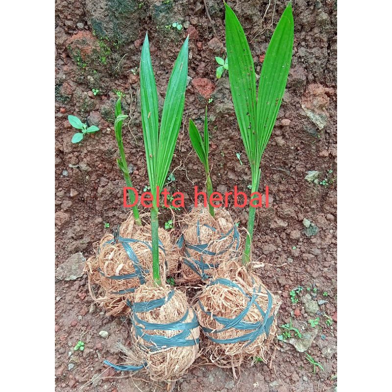 Bibit pohon pinang Batara siap tanam