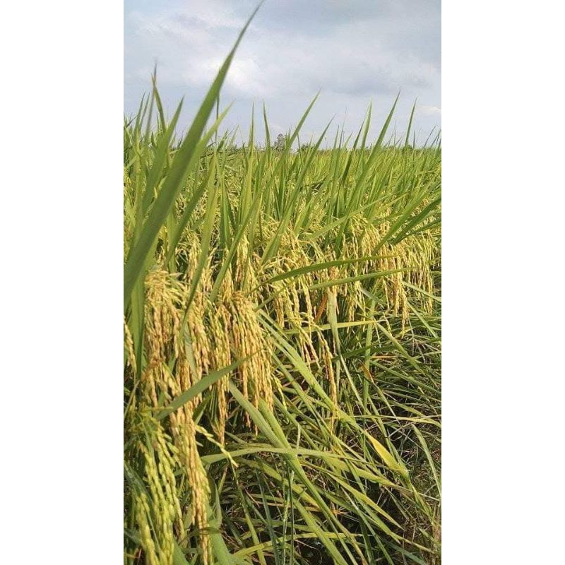 BENIH PADI INPARI 32 SUPER 1kg