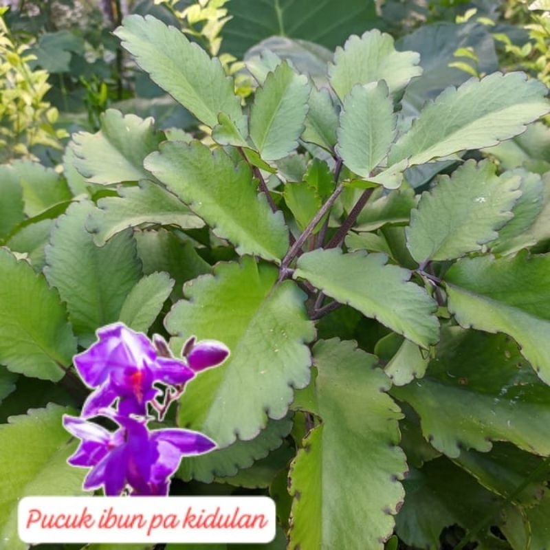 

daun tiris herbal bisa untuk membalur sakit badan panas/100g