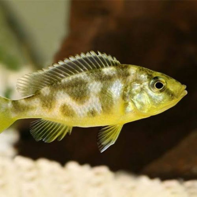 IKAN HIAS CHILCHID VENUSTUS/ IKAN HIAS CICHLID VENUSTUS
