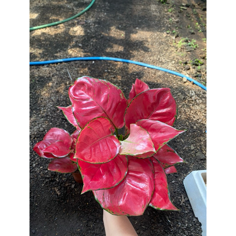 Aglaonema Red Anjamani