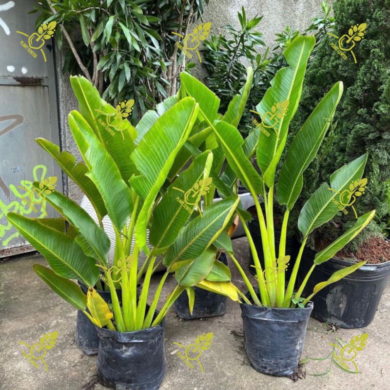 ( BISA COD ) PROMO Tanaman Hias Pisang Kipas Tanaman Indoor Pisang Kipas / Pohon Pisang Kipas Tanama